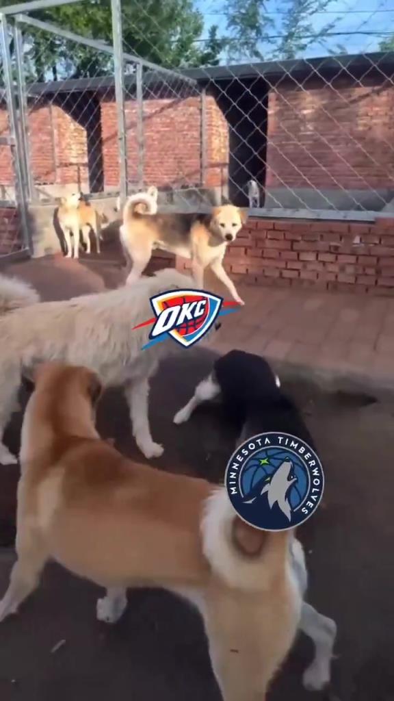 太有活了！美媒惡搞：狗王雷霆嚇退掘金灰熊，把森林狼按地上